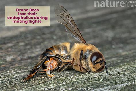 male bees die after mating|Why do Male Drones Bees Die after mating mating